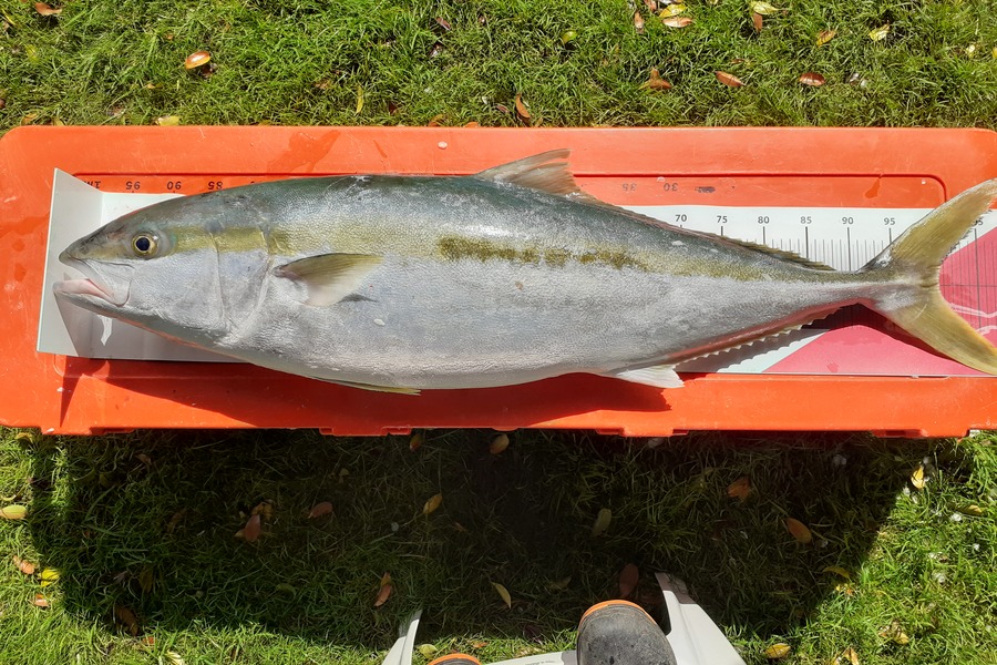 Ivo Jurisich caught this 100.0cm Kingfish at Kaipara  over the bar during The Export NZ Fishing Competition