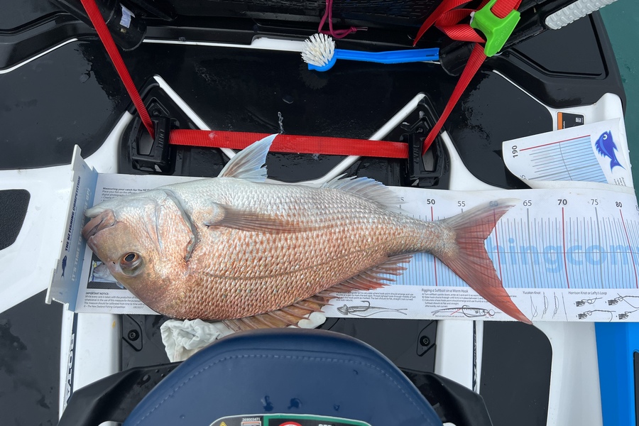 Steve Westlake caught this 58.0cm Snapper at Hauraki Gulf during The Export NZ Fishing Competition