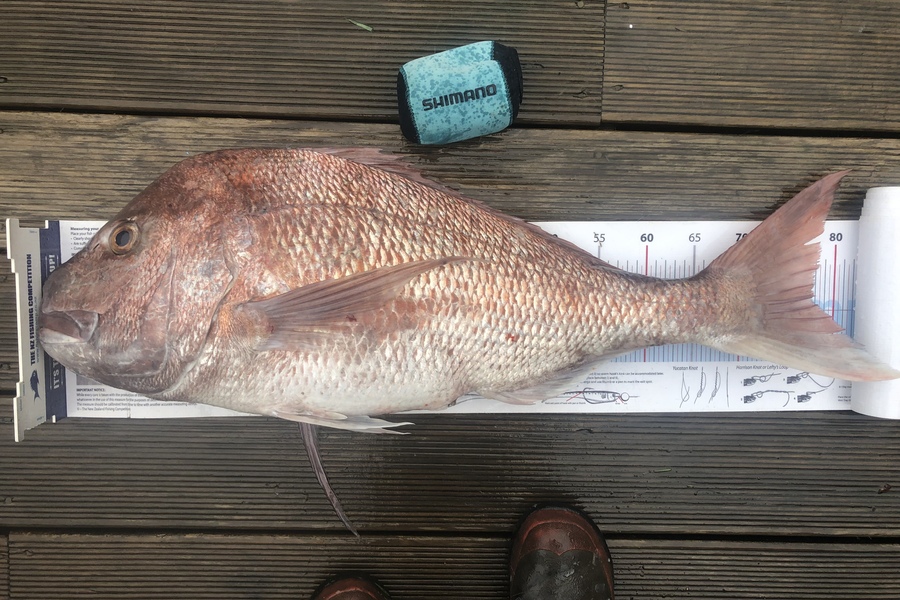 Andrew Froome caught this 77.5cm Snapper at Port Taranaki during The Export NZ Fishing Competition