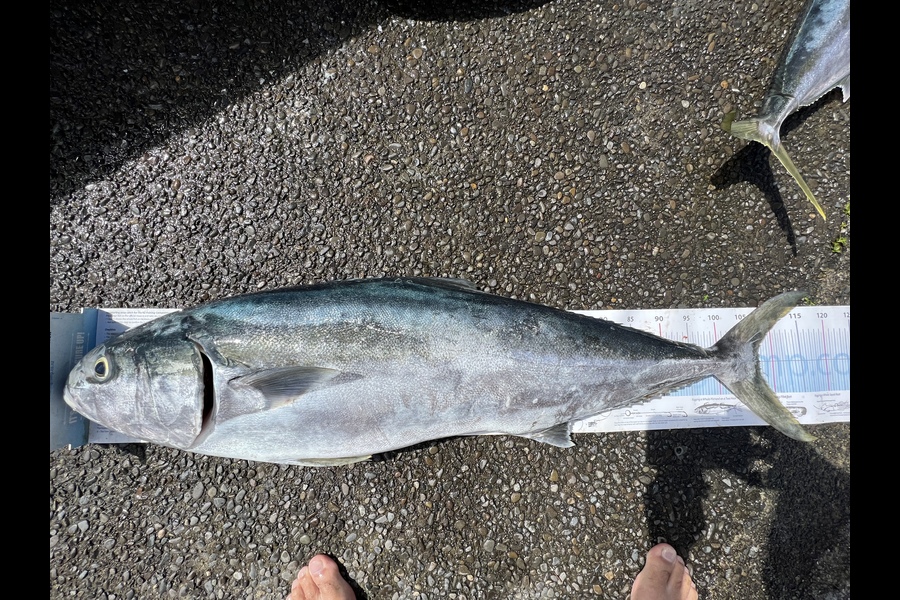 Luke Slobbe caught this 107.5cm Kingfish at Wellington during The Export NZ Fishing Competition