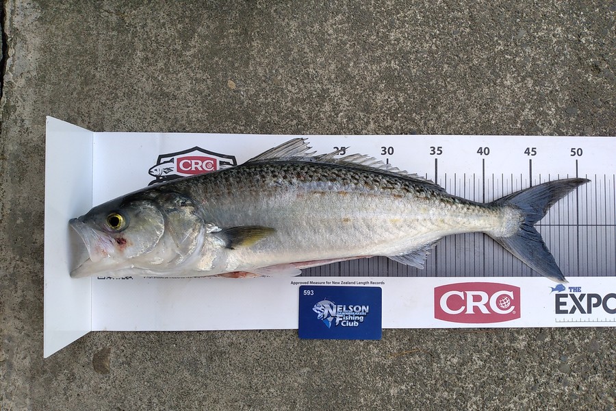 Corey Parsons caught this 45.0cm Kahawai at Tasman Bay during The Export NZ Fishing Competition