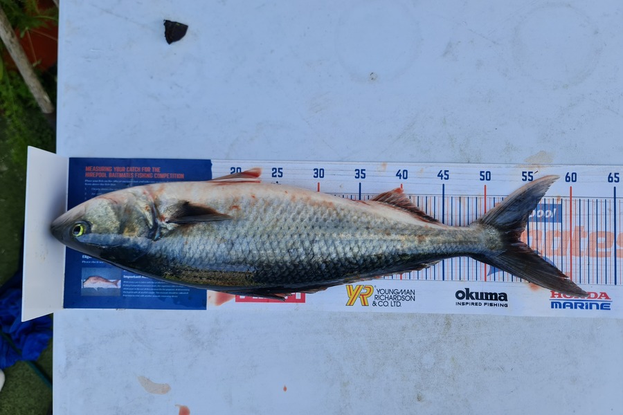 Hendrik Klopper caught this 54.0cm Kahawai at Whangarei  during The Export NZ Fishing Competition