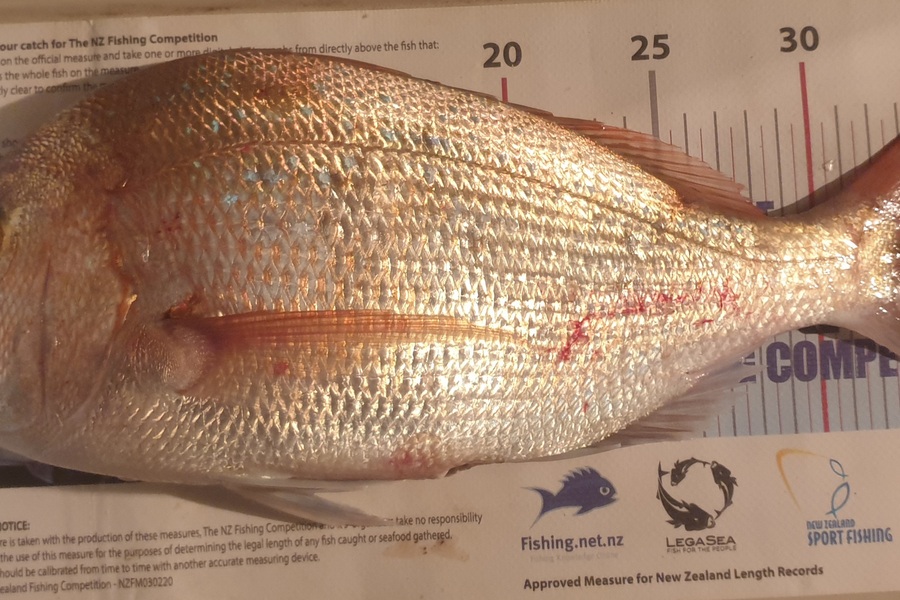 Pat Barrett caught this 35.5cm Snapper at Otaki Beach during The Export NZ Fishing Competition