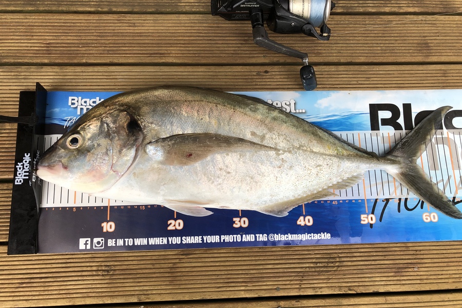 Phil Shields caught this 59.0cm Trevally at Far North during The Export NZ Fishing Competition