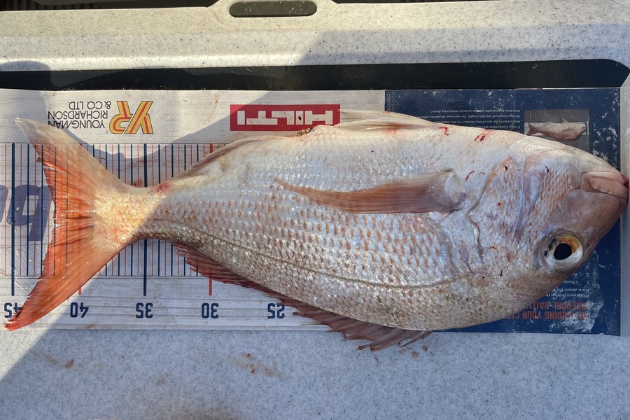 Brendan Lochead caught this 42.0cm Snapper at Waiheke during The Export NZ Fishing Competition