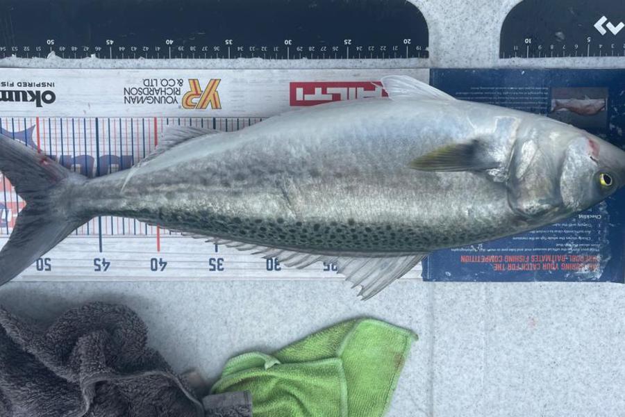Brendan Lochead caught this 51.0cm Kahawai at Kawau during The Export NZ Fishing Competition