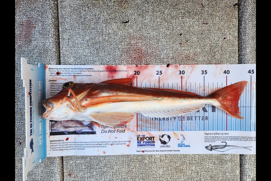 Dan Hunia caught this 42.5cm Gurnard at Whanganui during The Export NZ Fishing Competition