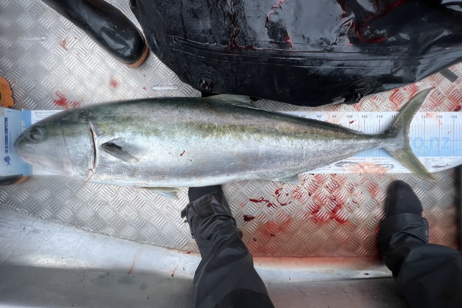 Luke Slobbe caught this 119.5cm Kingfish at Wellington  during The Export NZ Fishing Competition