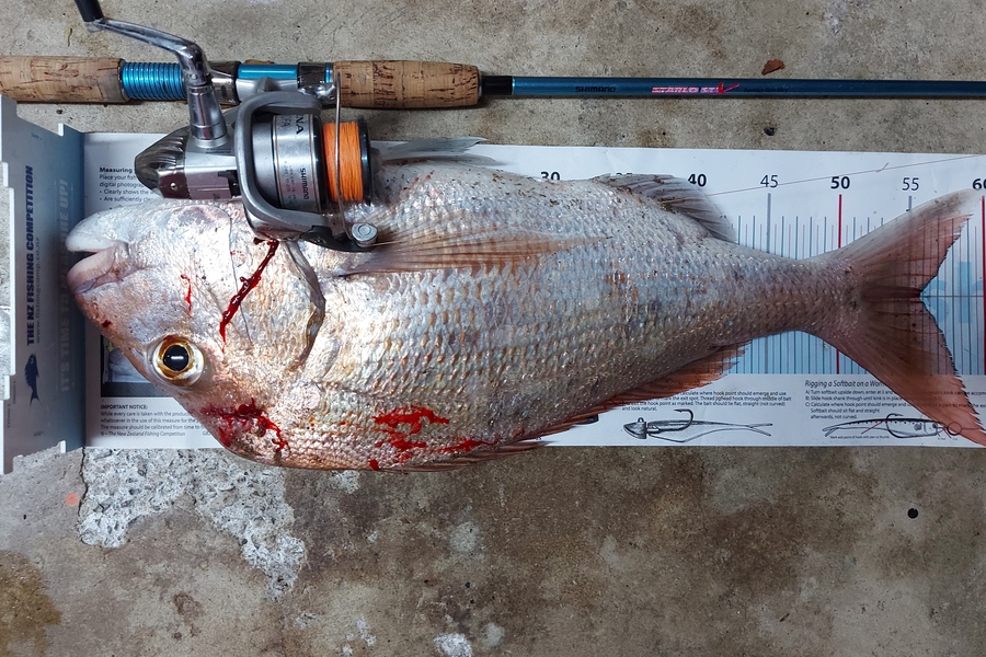 Brad Wilkie caught this 55.5cm Snapper at Thames coast during The Export NZ Fishing Competition