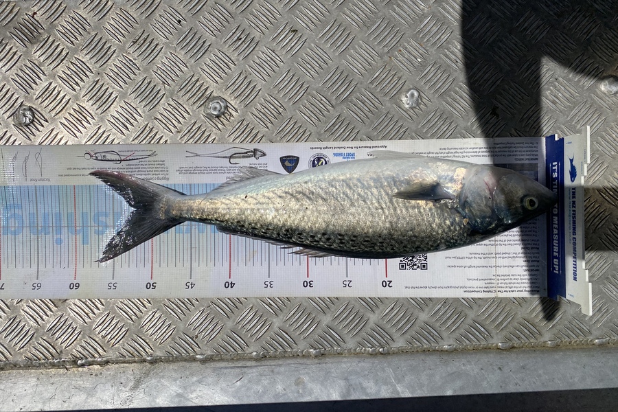 Scott Marriott caught this 51.5cm Kahawai at Puk bay during The Export NZ Fishing Competition