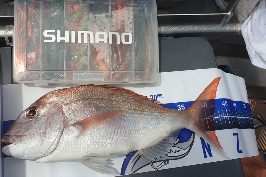 Gordon Subritzky  caught this 41.5cm Snapper at Rangitoto channel during The Export NZ Fishing Competition