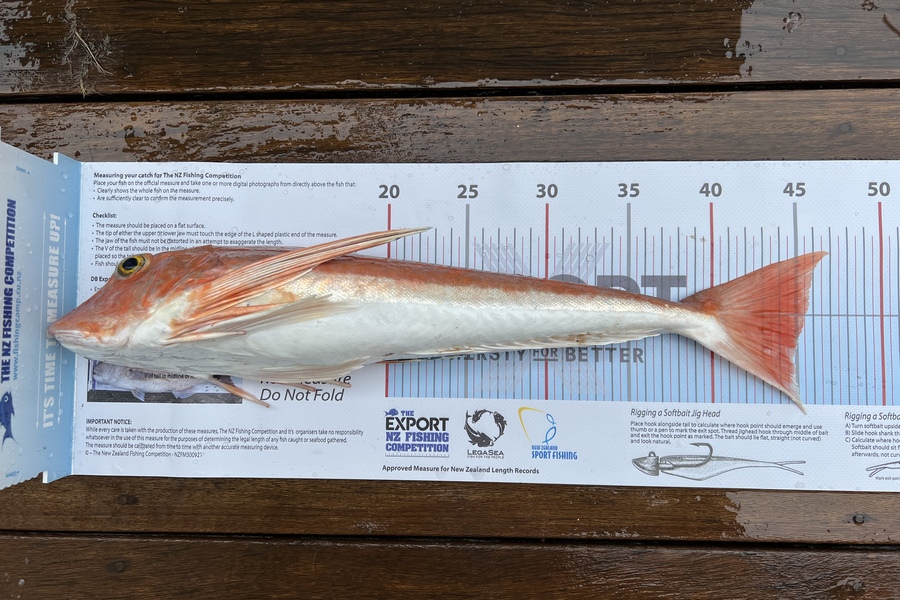 Logan Du Bray caught this 45.0cm Gurnard at Narrow neck during The Export NZ Fishing Competition
