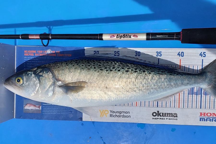 Sarah Jolliffe caught this 49.5cm Kahawai at Tiri during The Export NZ Fishing Competition