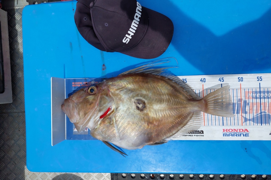Barry  Howard caught this 47.5cm John Dory at Hauraki Gulf during The Export NZ Fishing Competition