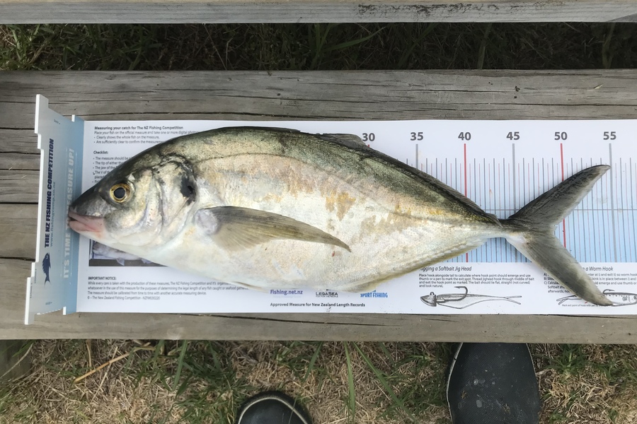 Mike Saunders caught this 48.5cm Trevally at Raglan. during The Export NZ Fishing Competition