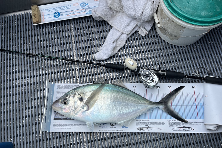 Diane Kearvell caught this 49.0cm Trevally at Tauranga BOP during The Export NZ Fishing Competition
