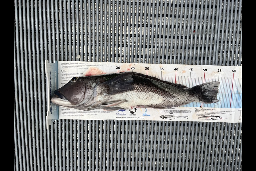 Josh Wilkinson caught this 55.0cm Blue Cod at Witts  during The Export NZ Fishing Competition