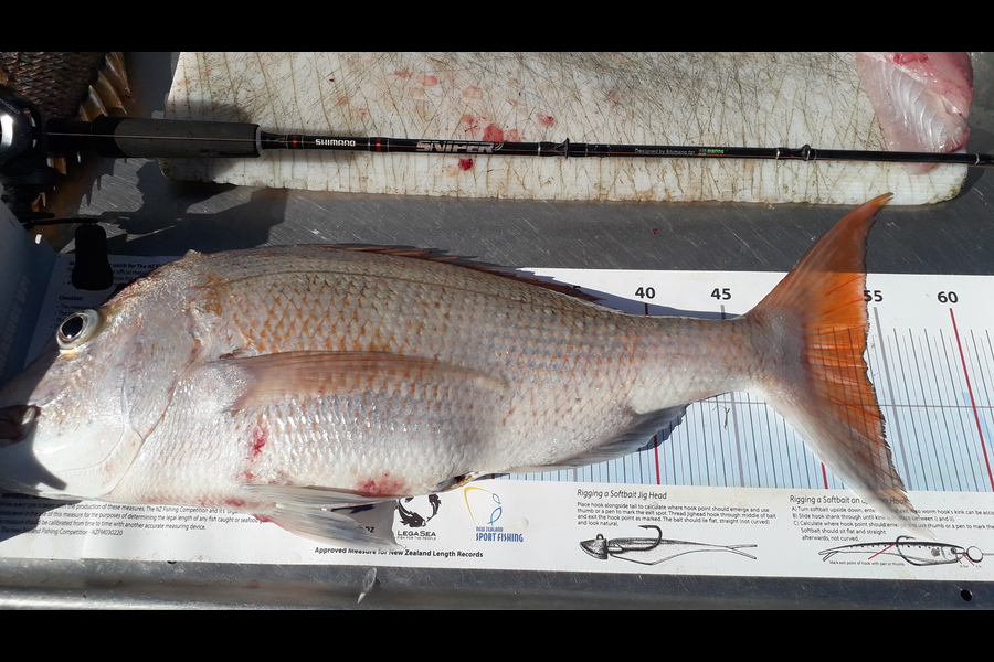 Doug Batchelor  caught this 53.5cm Snapper at Coromandel  during The Export NZ Fishing Competition