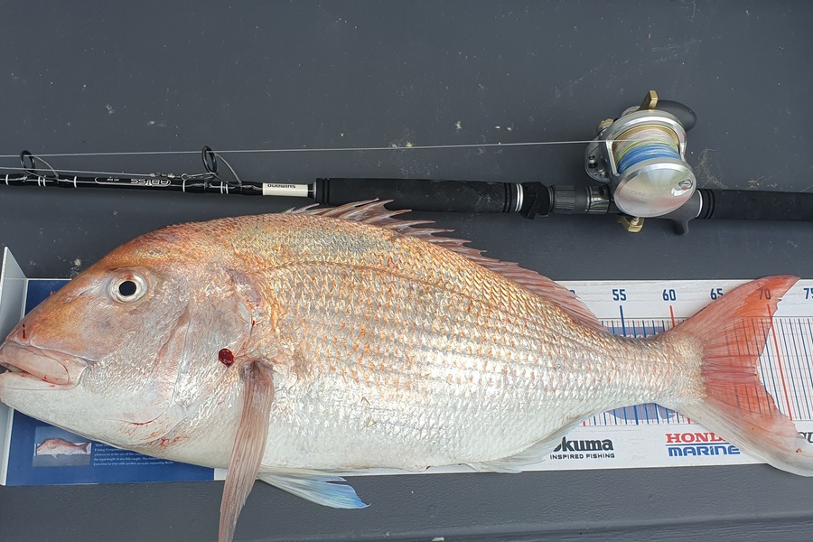 Ryan Trethewey caught this 67cm Snapper at Whareongaonga during The Export NZ Fishing Competition