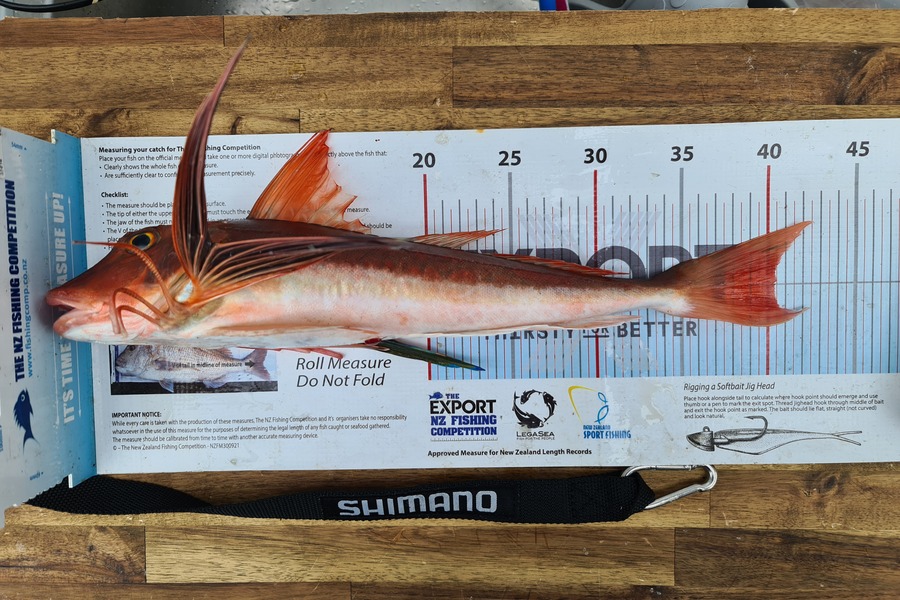 Scott Bassett caught this 40.0cm Gurnard at Foxton Beach during The Export NZ Fishing Competition