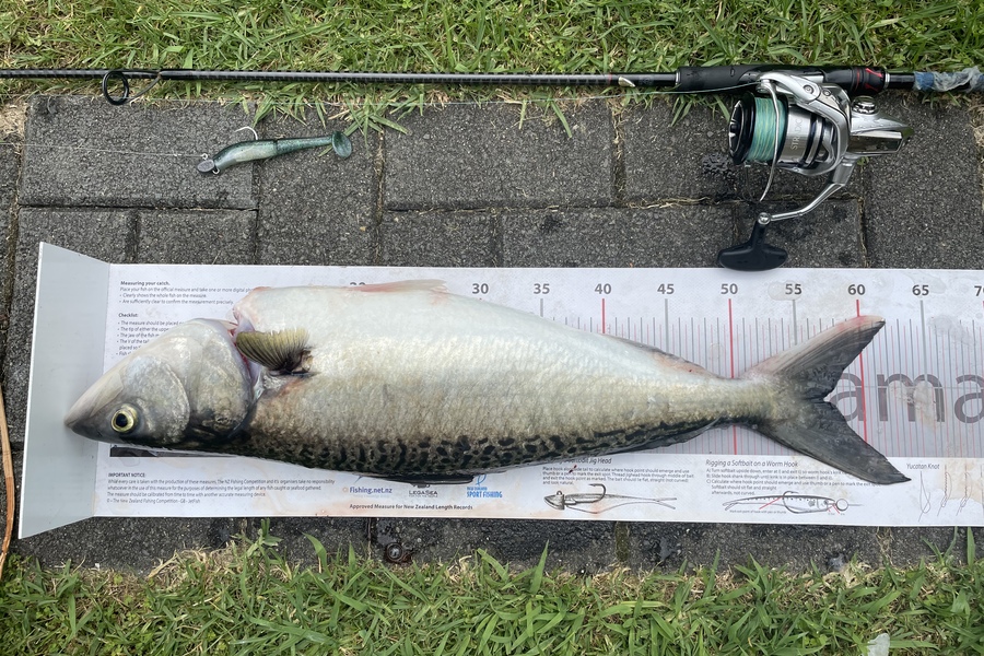 Tom Clancy caught this 57.0cm Kahawai at Manukau Harbour  during The Export NZ Fishing Competition