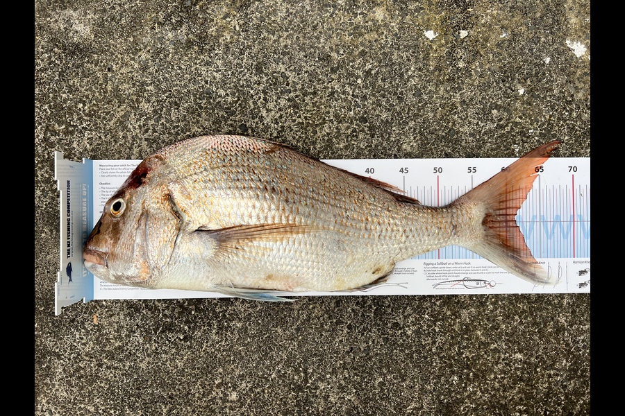 KC Lee caught this 61cm Snapper at Kawakawa during The Export NZ Fishing Competition