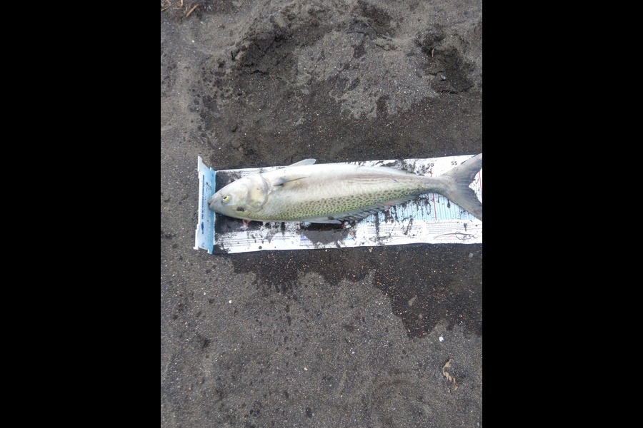 Richard Cash caught this 57.5cm Kahawai at Whanganui during The Export NZ Fishing Competition