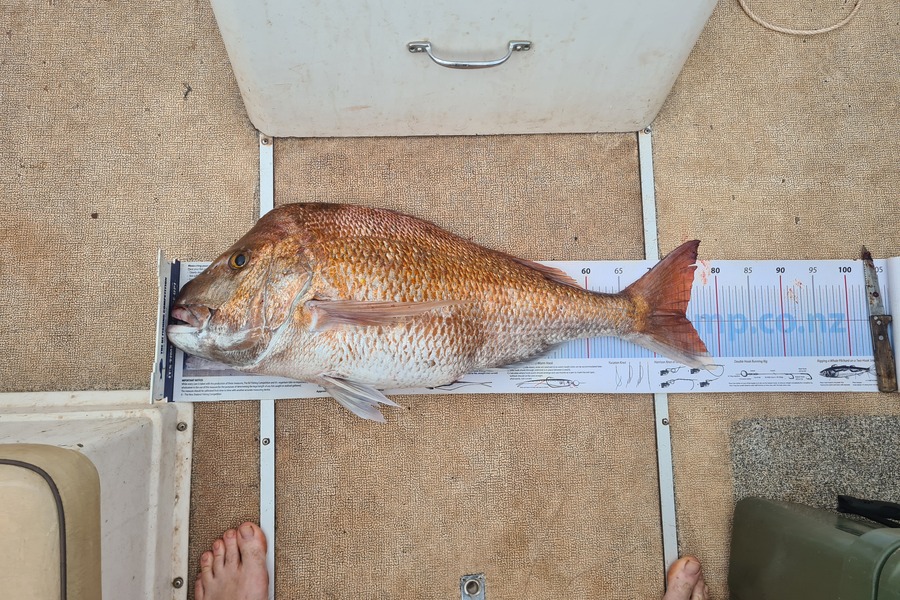 Justin Dodds caught this 75.0cm Snapper at Bream Bay during The Export NZ Fishing Competition