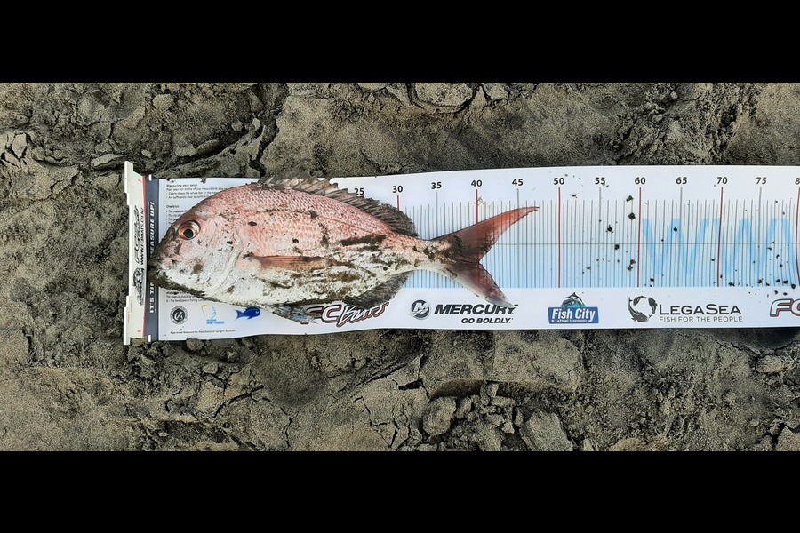 Neil Watene caught this 40cm Snapper at East cape during The Export NZ Fishing Competition