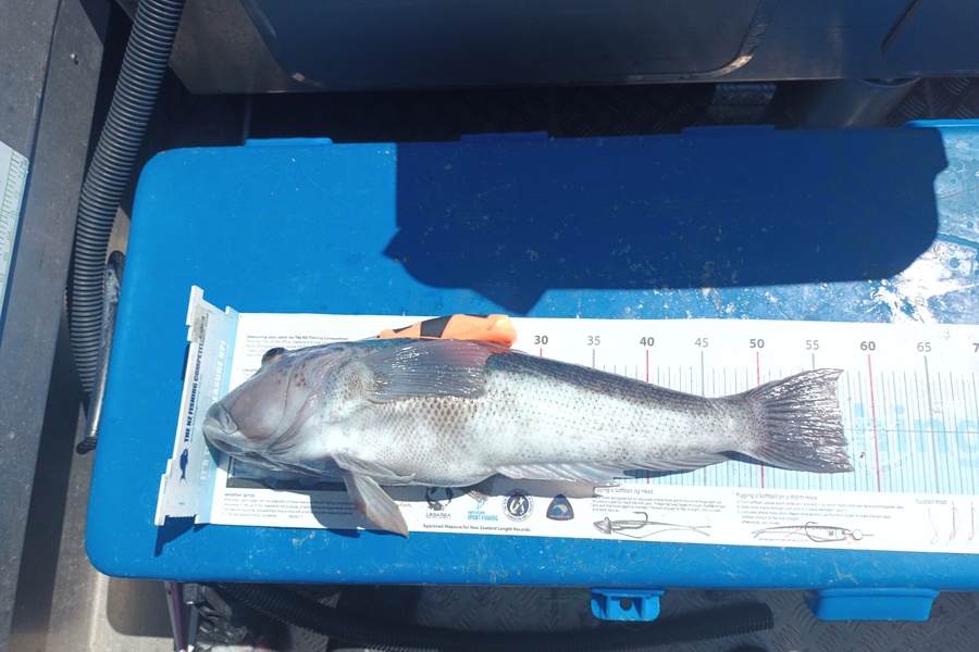 Nick Richards caught this 57cm Blue Cod at West coast sth  during The Export NZ Fishing Competition