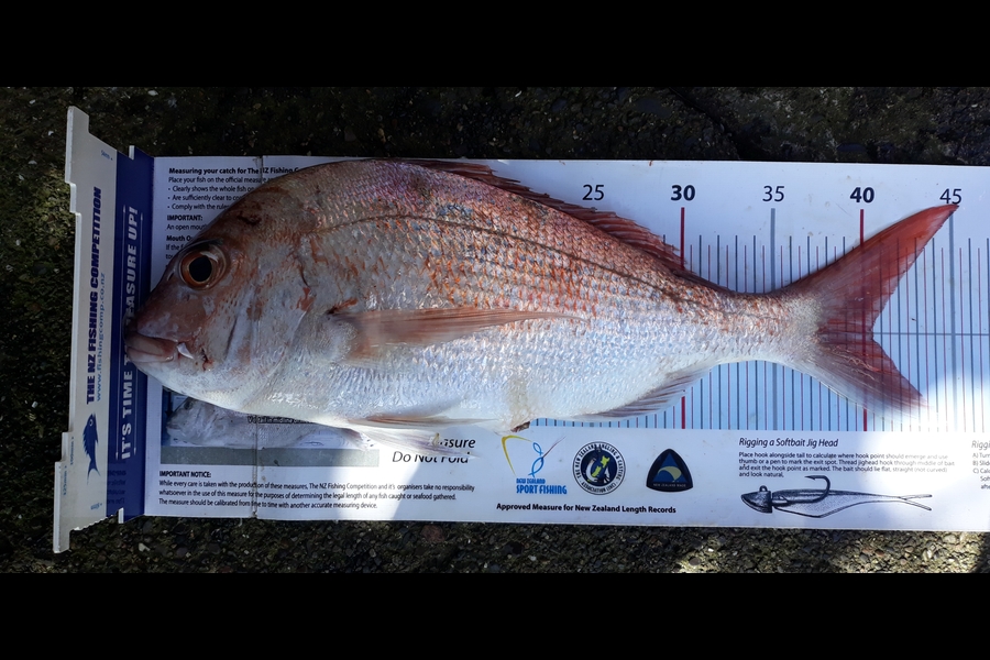 Jim Collins caught this 40.0cm Snapper at Coromandel during The Export NZ Fishing Competition
