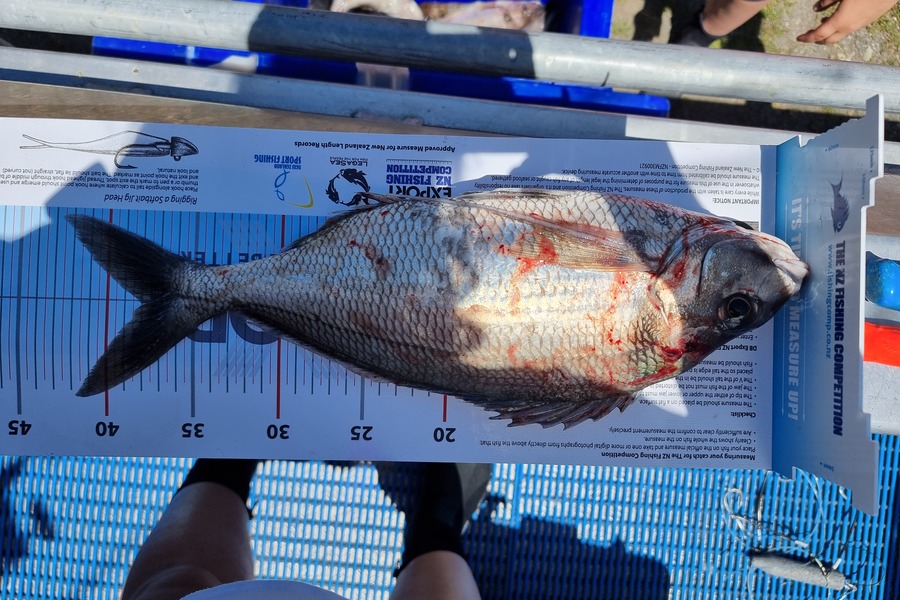 Tess Flowers-Henry caught this 38.0cm Tarakihi at Tora during The Export NZ Fishing Competition