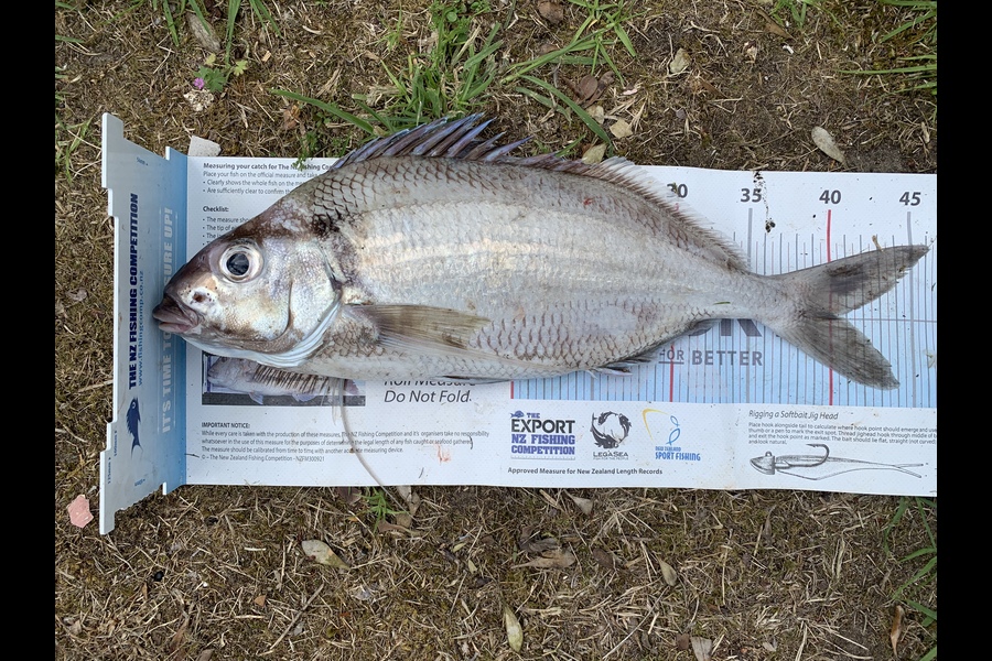 Matt  King  caught this 40.5cm Tarakihi at Mahia during The Export NZ Fishing Competition