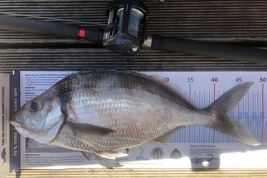 Andrew Froome caught this 43.0cm Tarakihi at Port Taranaki  during The Export NZ Fishing Competition
