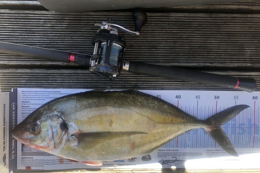 Andrew Froome caught this 51.0cm Trevally at Port Taranaki  during The Export NZ Fishing Competition
