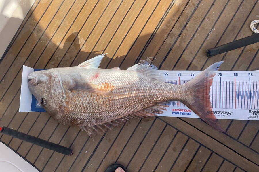 Richard McLean caught this 70.5cm Snapper at Tiri channel during The Export NZ Fishing Competition