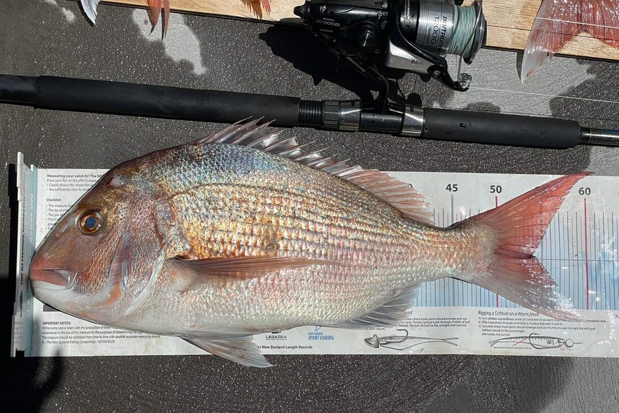Ryan Mitchell caught this 54.0cm Snapper at Tasman  bay during The Export NZ Fishing Competition