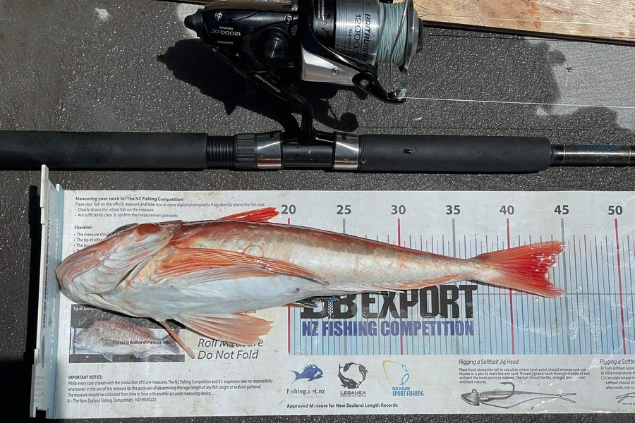 Ryan Mitchell caught this 43.0cm Gurnard at Tasman bay during The Export NZ Fishing Competition