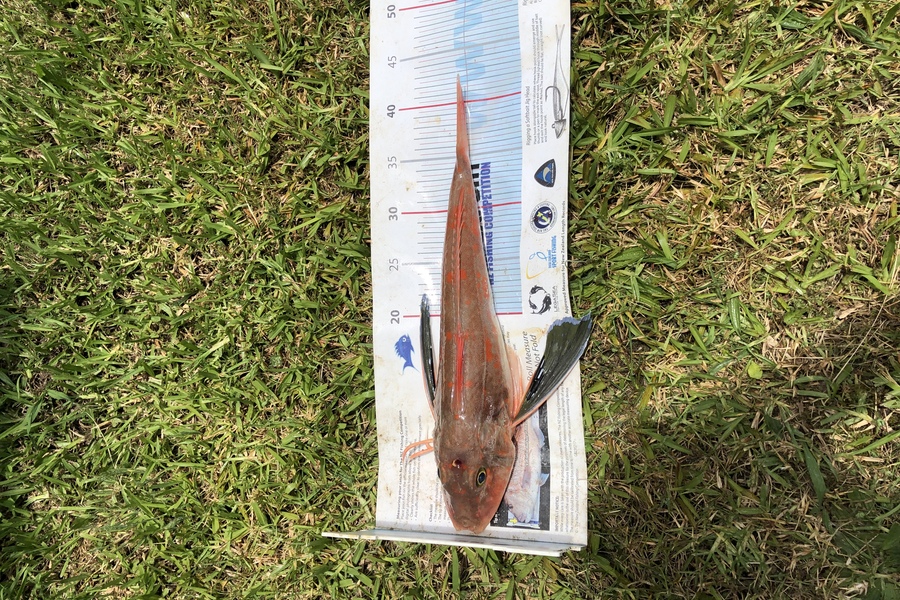 Adis Kulasic caught this 40.0cm Gurnard at Whangaparaoa during The Export NZ Fishing Competition