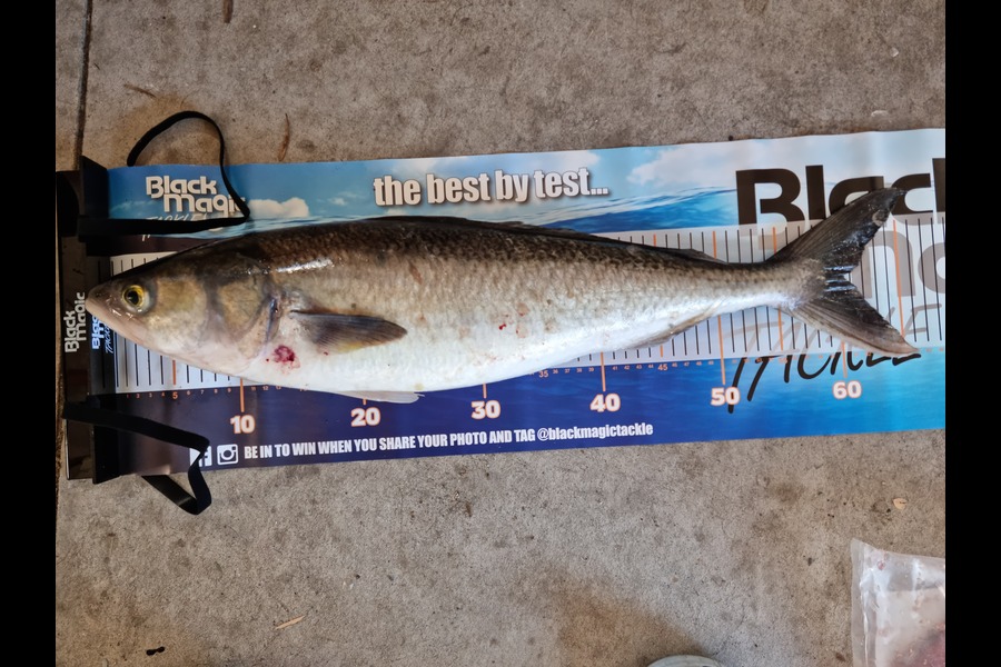 Tawhana Terry caught this 60cm Kahawai at Mokau during The Export NZ Fishing Competition