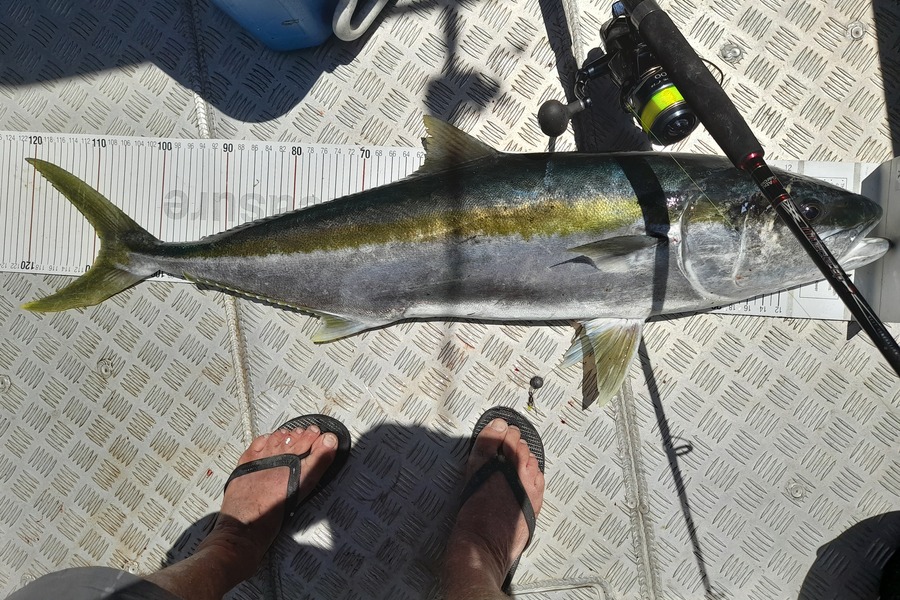 Mark Beauchamp caught this 109.0cm Kingfish at Bay of Islands during The Export NZ Fishing Competition