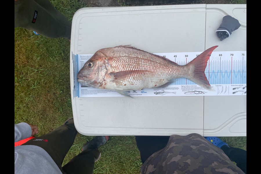 Rob  Wilson caught this 58.0cm Snapper at Totaranui during The Export NZ Fishing Competition