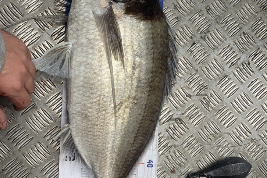 Keiran Bryant caught this 53.5cm Tarakihi at Wellington during The Export NZ Fishing Competition