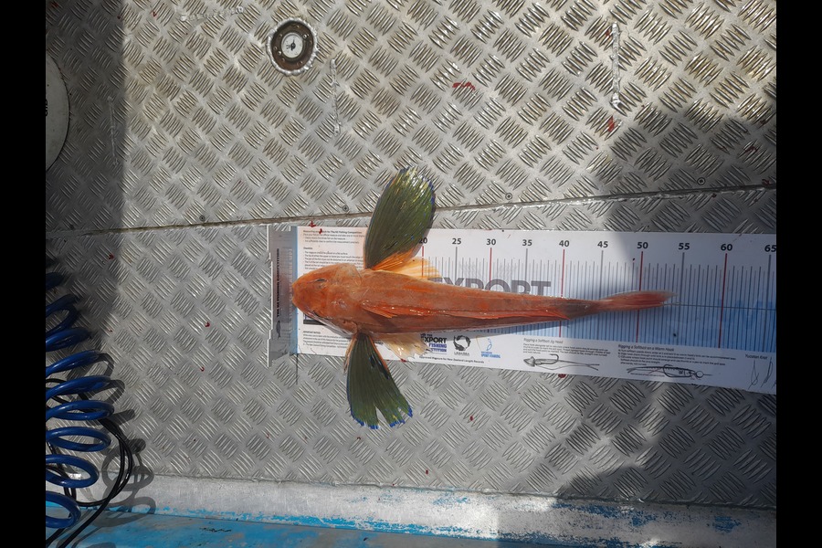 Grant  Gutschlag caught this 52.0cm Gurnard at Milford during The Export NZ Fishing Competition