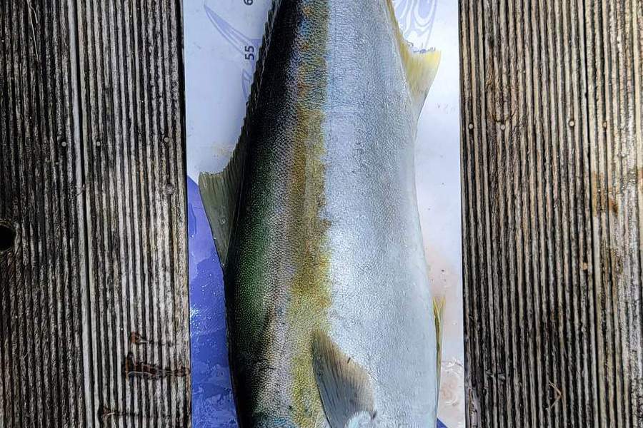Stuart Callow caught this 80.5cm Kingfish at Whangaroa during The Export NZ Fishing Competition