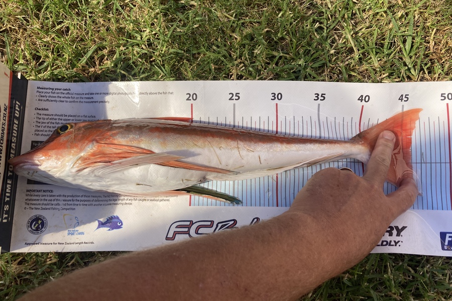 Greg Kendrick caught this 45.5cm Gurnard at Whiritoa  during The Export NZ Fishing Competition