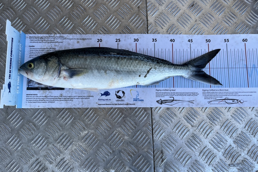 Rob Taylor caught this 47.0cm Kahawai at Hauraki Gulf during The Export NZ Fishing Competition
