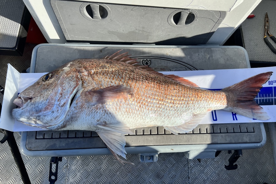 Matt Vitali caught this 83.0cm Snapper at The mokohinau islands during The Export NZ Fishing Competition