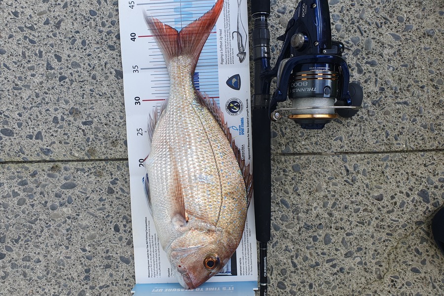 Cheryl  Leonard  caught this 40.0cm Snapper at Waimarama  during The Export NZ Fishing Competition