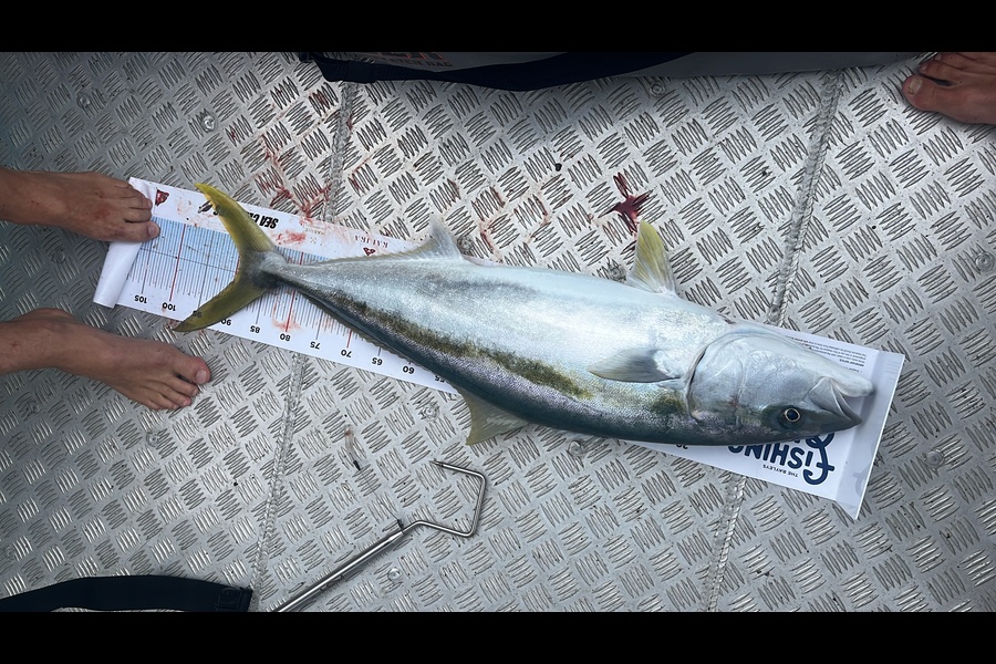 Lloyd Budd caught this 89.5cm Kingfish at Cape Brett  during The Export NZ Fishing Competition